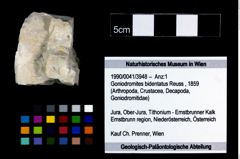 Foto (Objekt + Etikett) von Goniodromites bidentatus (Reuss, 1859)  (NHMW-GEO-1990-0041-3948)
